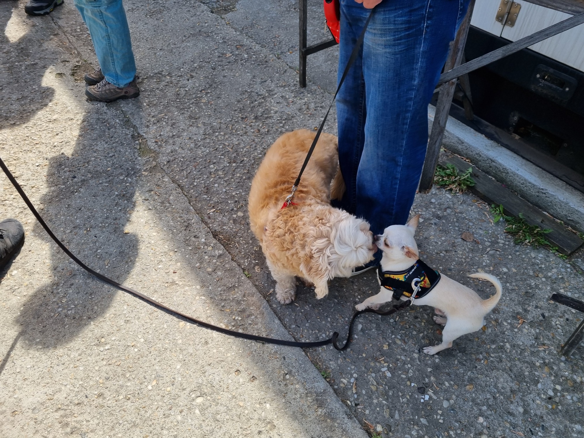 REPORTAJ | După ce s-a capturat `pokemoni` în Sectorul 6, cerem amenzi maxime pentru cei care nu strâng după câinii lor