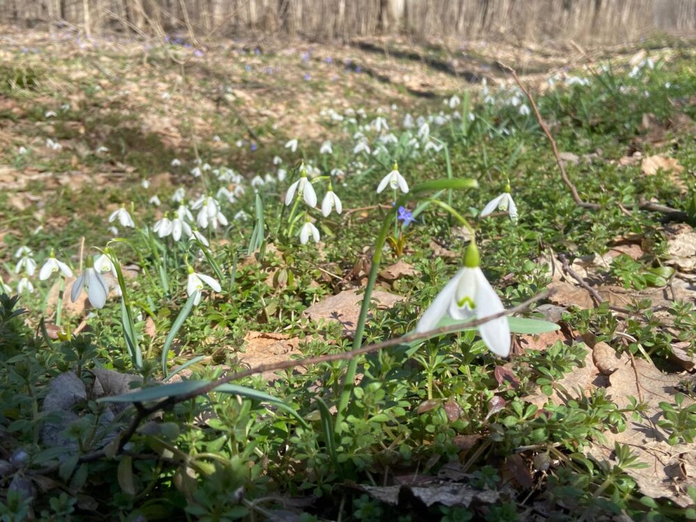 pădurea Snagov