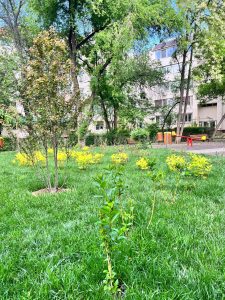campanie de plantări