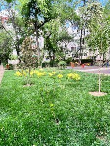 campanie de plantări