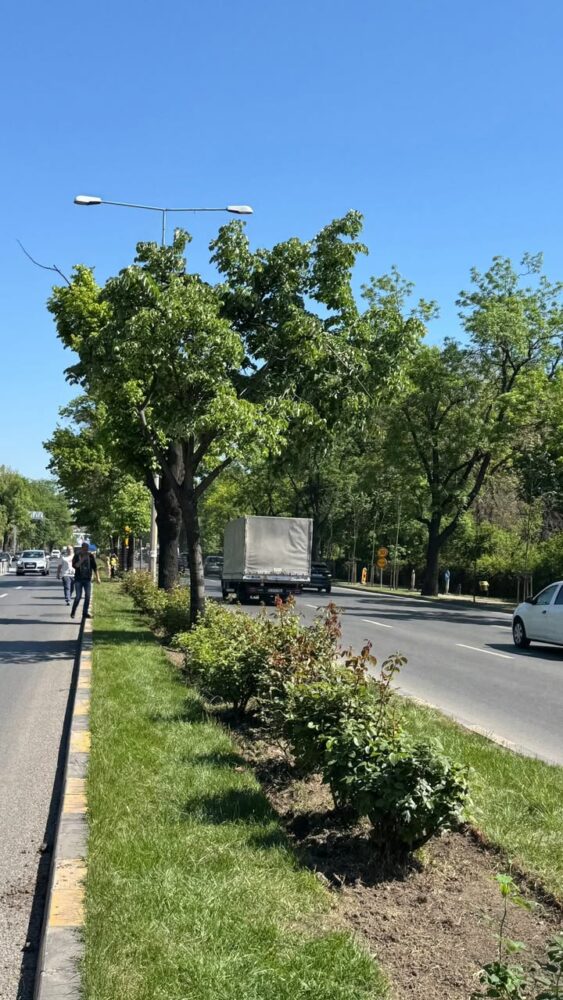 campanie de plantări