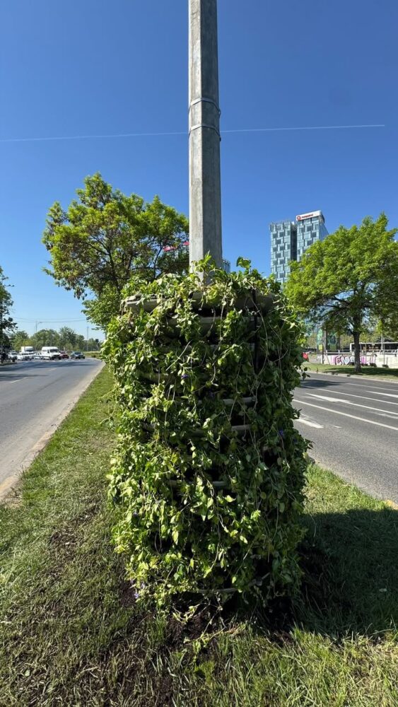 campanie de plantări