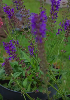campanie de plantări