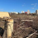 Negoiţă, despre dezastrul din Parcul IOR sub viitorul primar general: „Am mari speranțe că va deschide un nou proces”. Foto: Arhivă via Cătălin Anghel Dimache