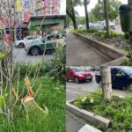 Moartea „savanei” din Sectorul 1 | Cum dispar plantele perene din amenajările stradale. Acord-cadru de aproape 80 milioane euro pentru întreținerea spațiilor verzi. Foto: Colaj/ Andreea Tudor