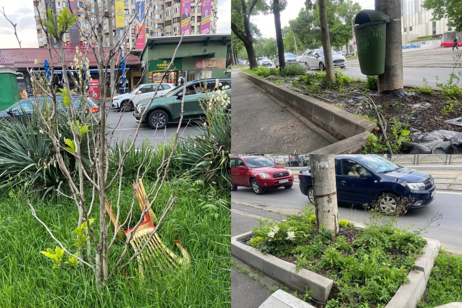 Moartea „savanei” din Sectorul 1 | Cum dispar plantele perene din amenajările stradale. Acord-cadru de aproape 80 milioane euro pentru întreținerea spațiilor verzi. Foto: Colaj/ Andreea Tudor
