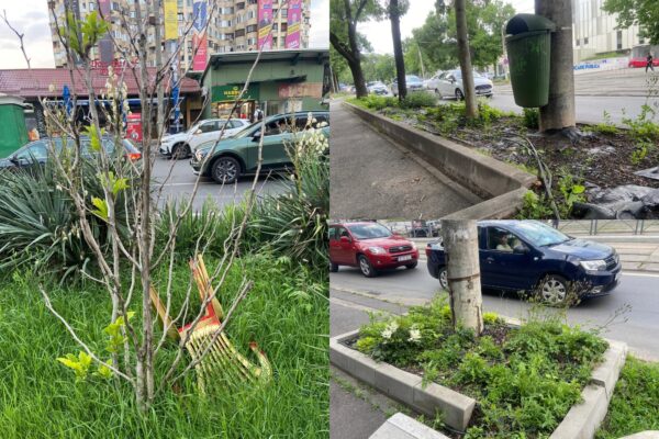 Moartea „savanei” din Sectorul 1 | Cum dispar plantele perene din amenajările stradale. Acord-cadru de aproape 80 milioane euro pentru întreținerea spațiilor verzi. Foto: Colaj/ Andreea Tudor