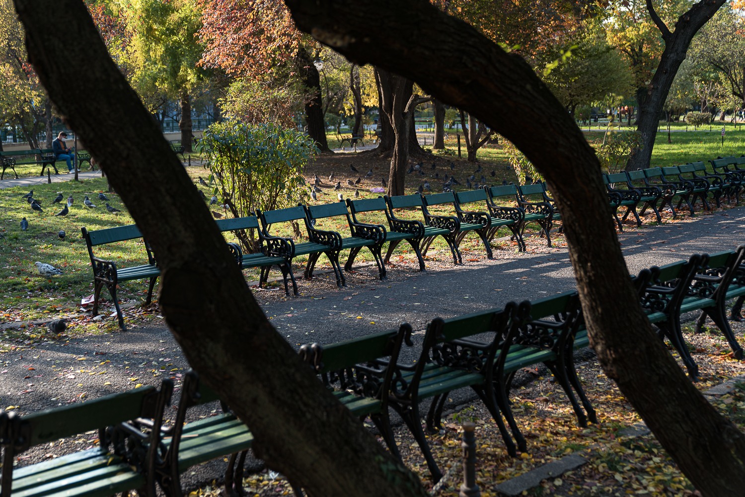 Băncile istorice din Cișmigiu se întorc în parc, după mai bine de un an. Foto: FB/ GIC Cișmigiu