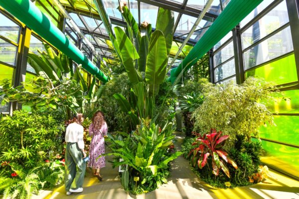 Sector 6 | Mai multe specii de plante exotice și flori rare pot fi văzute la serele din Parcul Drumul Taberei. | FOTO: Primăria Sectorului 6, via Facebook