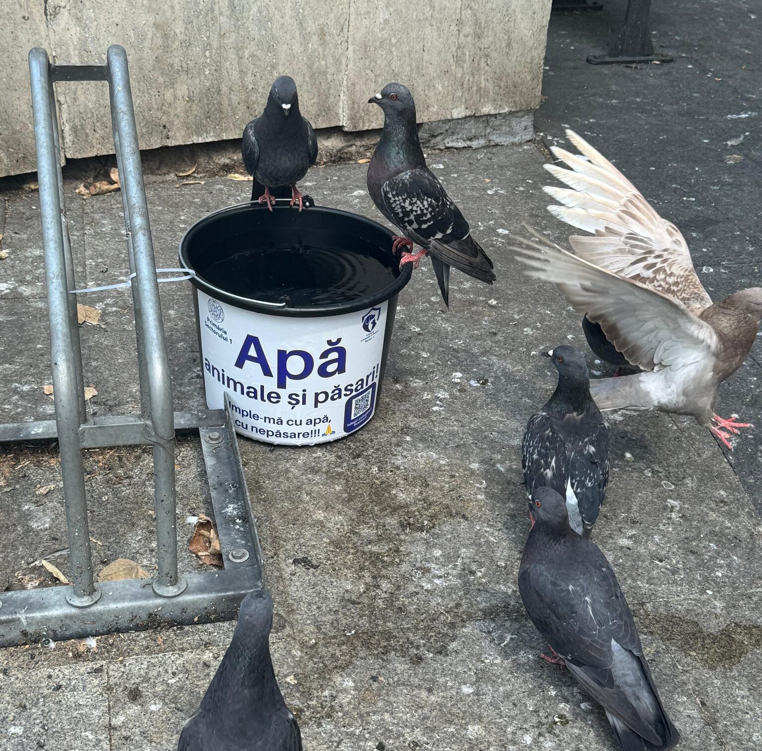 Apă pentru animale și păsări