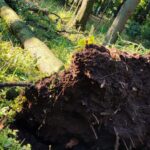 Doi arbori unici, din Parcul Cișmigiu, răpuși de furtună de ieri. FOTO: ALPAB