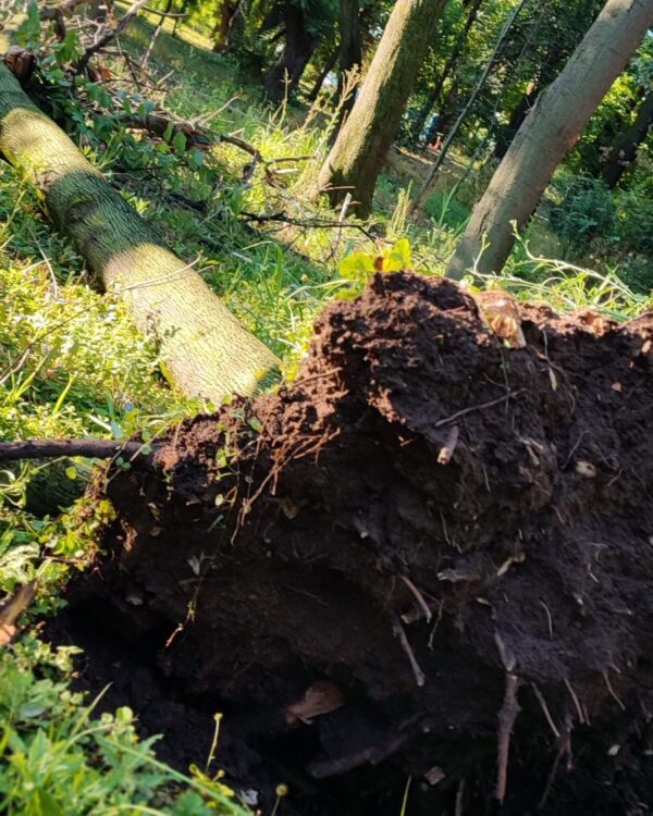 Doi arbori unici, din Parcul Cișmigiu, răpuși de furtună de ieri. FOTO: ALPAB