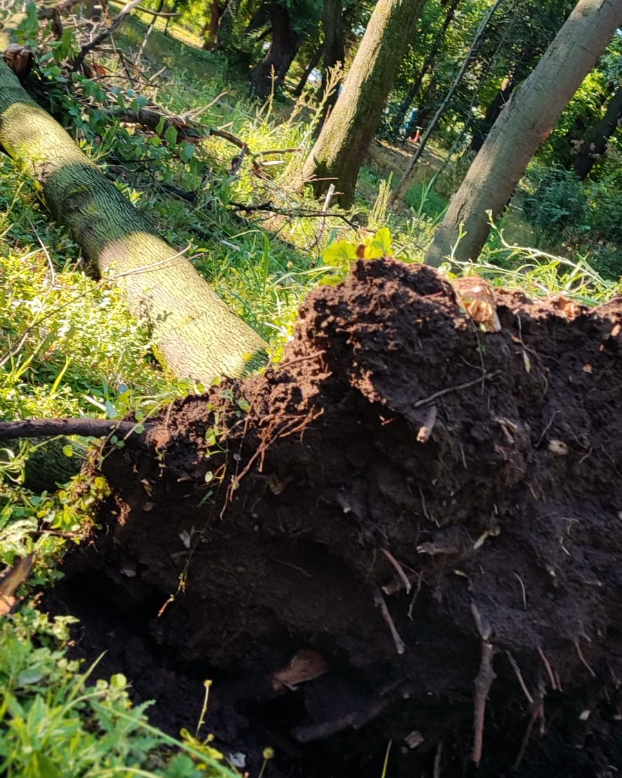Doi arbori unici, din Parcul Cișmigiu, răpuși de furtună de ieri. FOTO: ALPAB