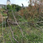 Peste 250 arbori maturi, tăiați ilegal, în zona Răzoare. Foto: FB/ Fundaţia Eco Civica