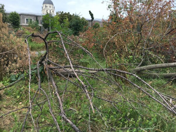 Peste 250 arbori maturi, tăiați ilegal, în zona Răzoare. Foto: FB/ Fundaţia Eco Civica