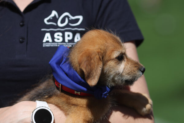 Sector 2 | 220 de câini ar putea fi sterilizați gratuit. Proiectul ajunge pe masa consilierilor locali, pentru vot, în ședința din 19 iulie. | FOTO: Inquam Photos / George Călin