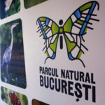 Am putea vedea urși în Pădurea Băneasa? Ce spune Asociația Parcul Natural București