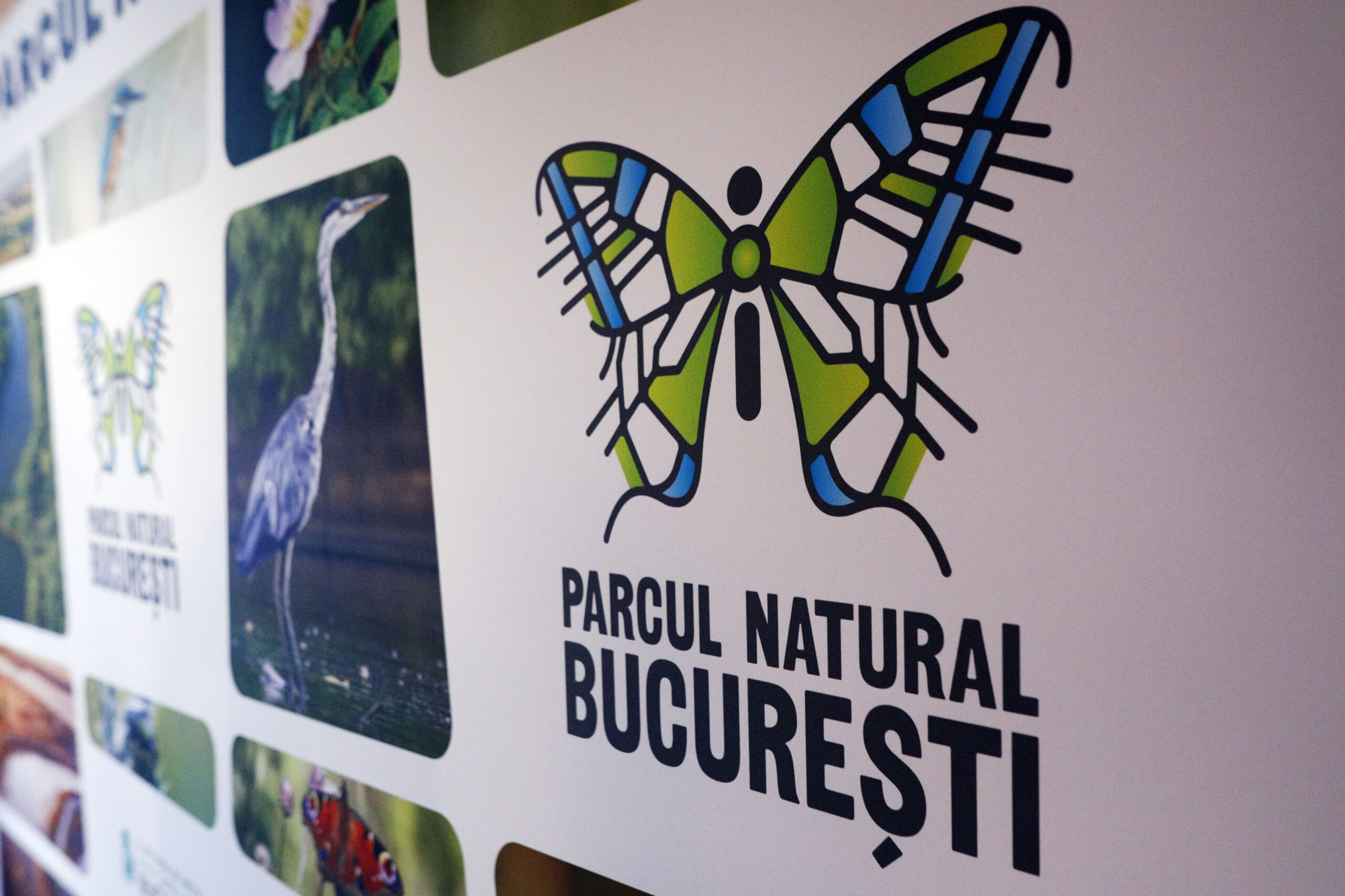 Am putea vedea urși în Pădurea Băneasa? Ce spune Asociația Parcul Natural București