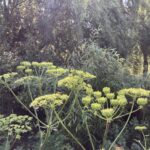 Asociaţia Parcul Natural Văcăreşti îşi schimbă numele şi misiunea. FOTO: FB / APNB