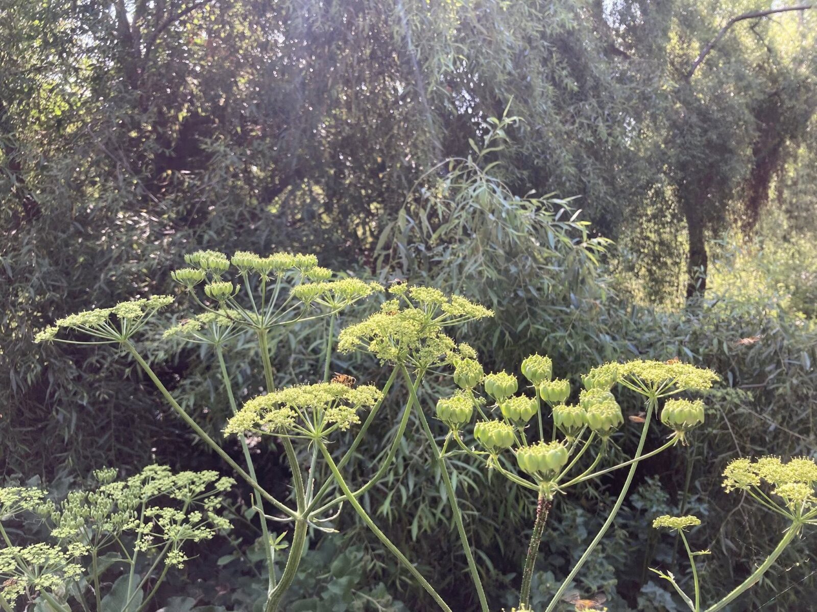Asociaţia Parcul Natural Văcăreşti îşi schimbă numele şi misiunea. FOTO: FB / APNB