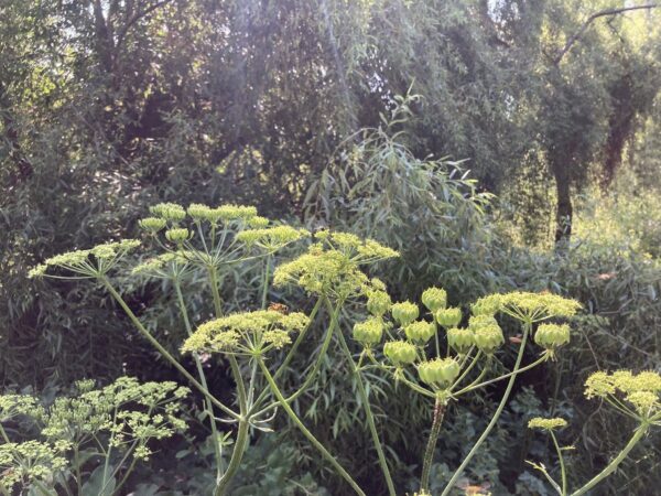 Asociaţia Parcul Natural Văcăreşti îşi schimbă numele şi misiunea. FOTO: FB / APNB