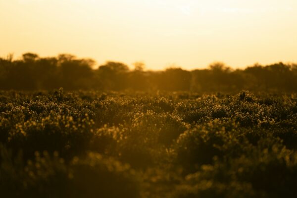 METEO | Capitala rămâne sub cod galben de caniculă. În weekend, revin temperaturile de peste 41 de grade. FOTO: unsplash.com