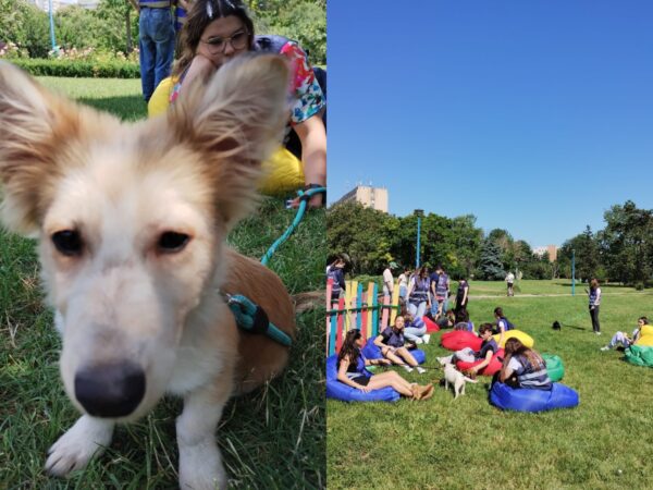 Târg de adopţii, în Parcul Herăstrău. Foto: FB/ ASPA