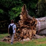 Frasinul secular căzut în Cişmigiu. FOTO: Andrei Bîrsan, via Facebook