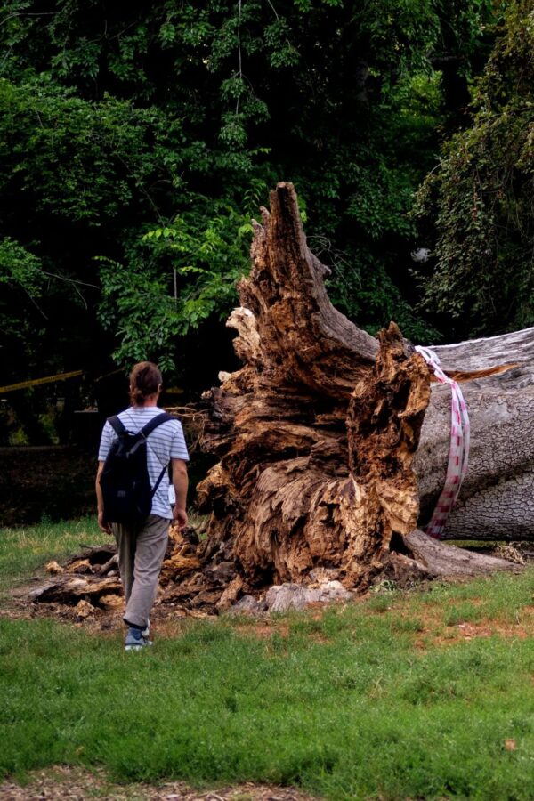 Frasinul secular căzut în Cişmigiu. FOTO: Andrei Bîrsan, via Facebook