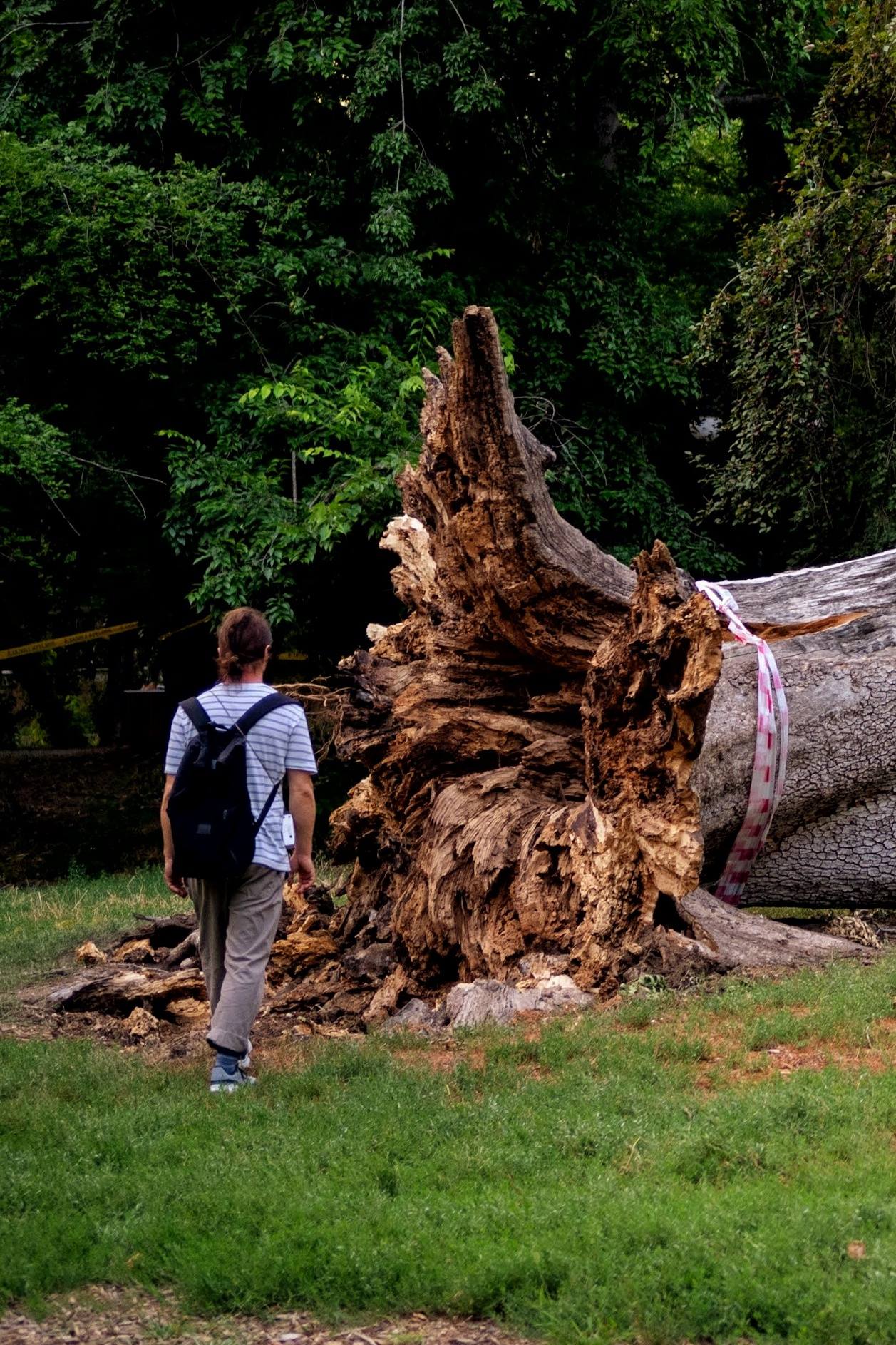 Frasinul secular căzut în Cişmigiu. FOTO: Andrei Bîrsan, via Facebook