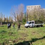 2 mașini cu numere de Argeș vin să curețe copacii rămași în parc. Foto: Răzvan Filip