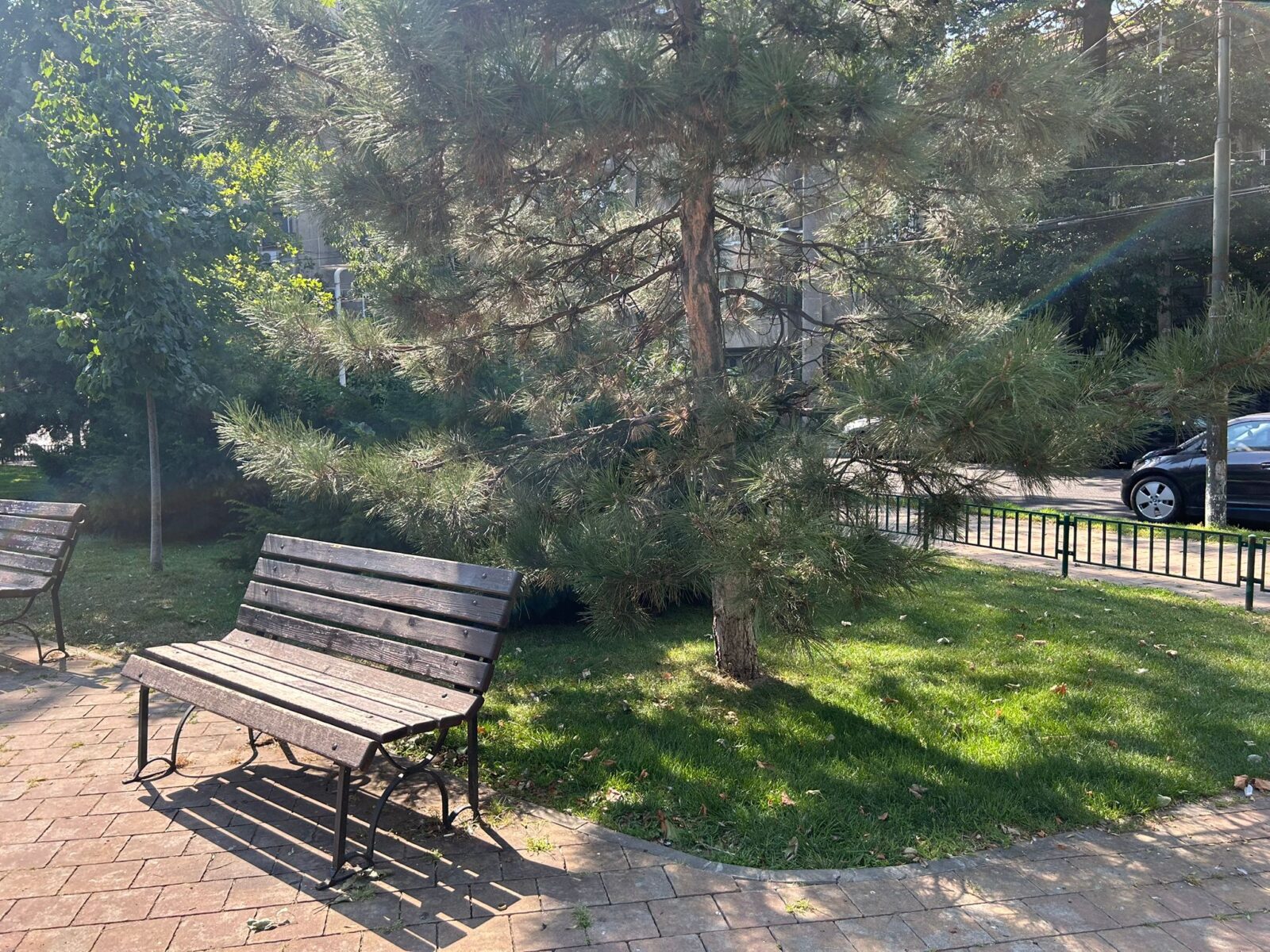 Primăria vrea să renunțe la „nu călcați iarba” și să mărească amenzile pentru mizeria lăsată de animale