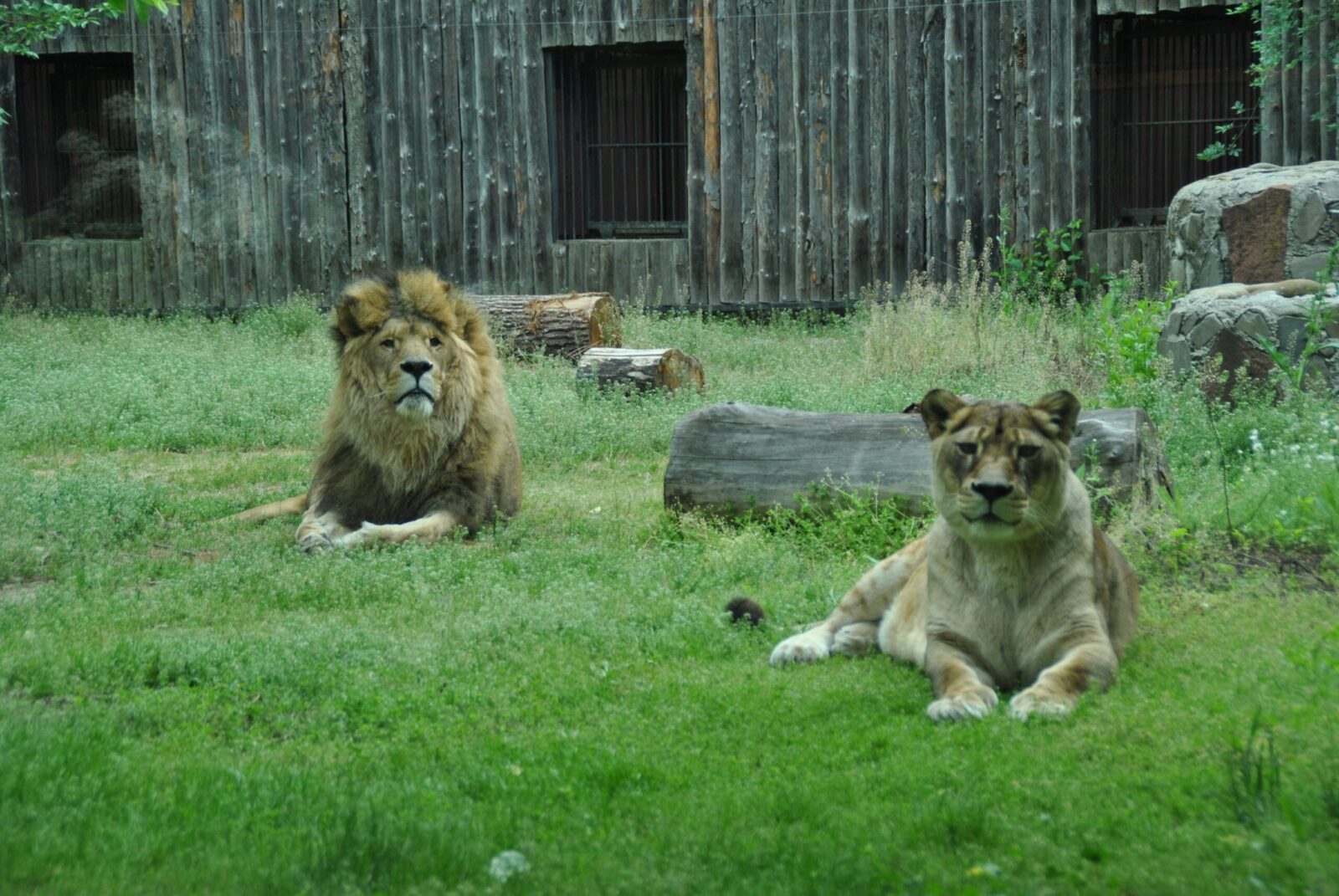 Grădina Zoologică Bucureşti, redeschisă la o săptămână după furtună. FOTO: FB / Primăria Municipiului Bucureşti