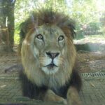 Ziua Mondială a Leului sărbătorită la Grădina Zoologică din București. FOTO: Zoo București