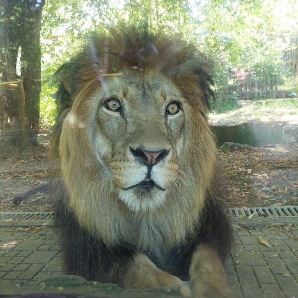 Ziua Mondială a Leului sărbătorită la Grădina Zoologică din București. FOTO: Zoo București