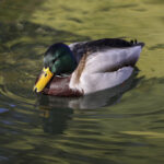 Val de frig în Capitală