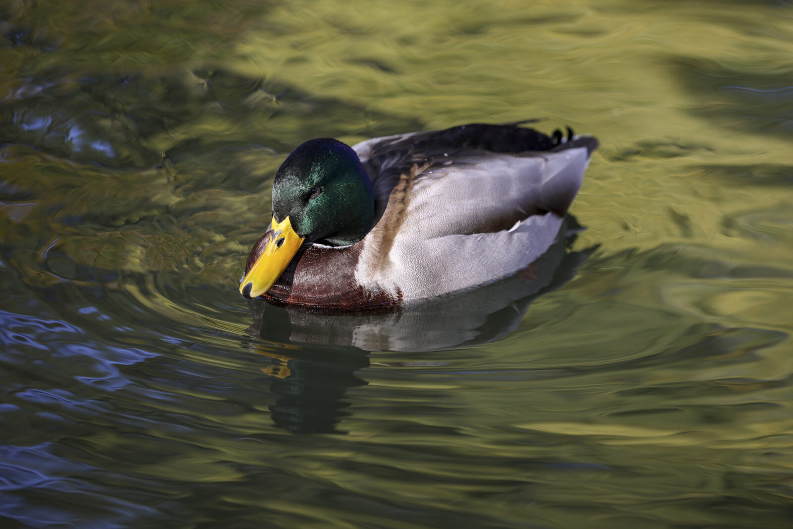 Val de frig în Capitală
