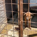 captureze câini fără stăpâni