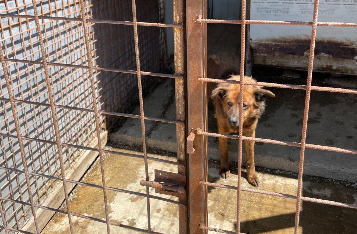 captureze câini fără stăpâni