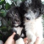 Târg de adopții, sâmbătă, la MINA. Foto: FB/ ASPA