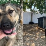 Adăposturile Mihăilești și Bragadiru