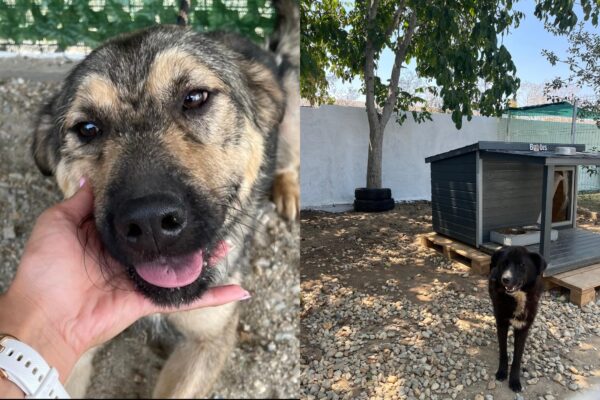 Adăposturile Mihăilești și Bragadiru