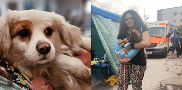 Sterilizări gratuite pentru căței. Foto: FB/ ASPA București