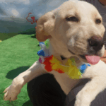 Târg de adopții căței. Foto: FB/ ASPA București