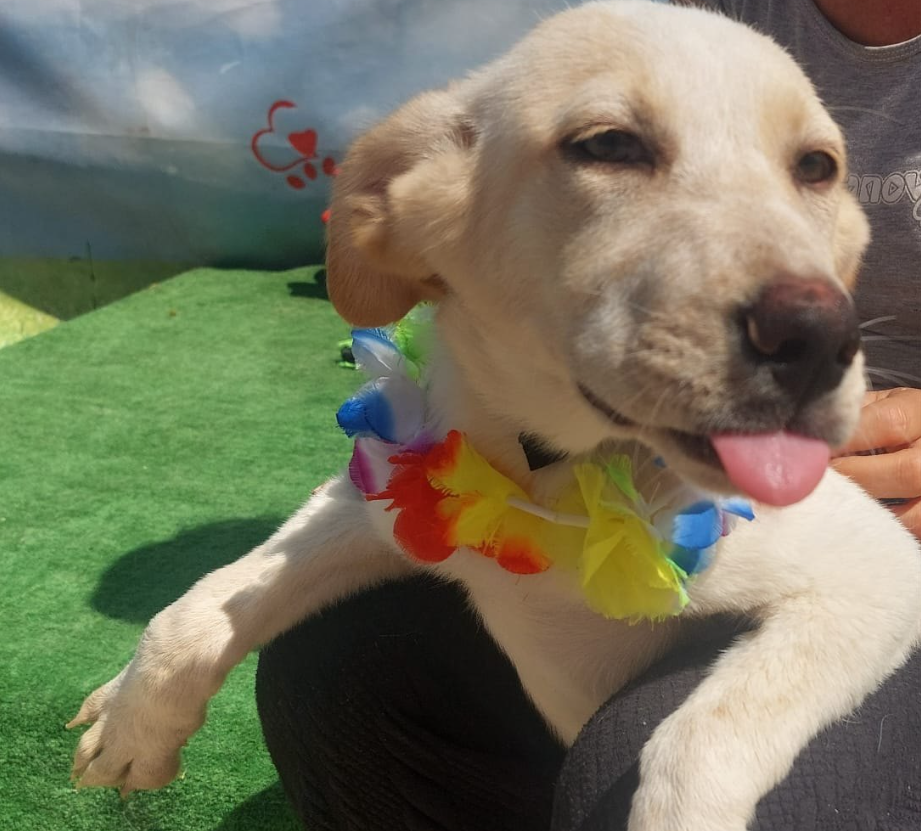 Târg de adopții căței. Foto: FB/ ASPA București