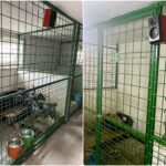 ASPA anunță că padocurile vor fi dotate cu sisteme audio. „Muzica clasică sau reggae reduce stresul și anxietatea și îi ajută pe câini să latre mai puțin”