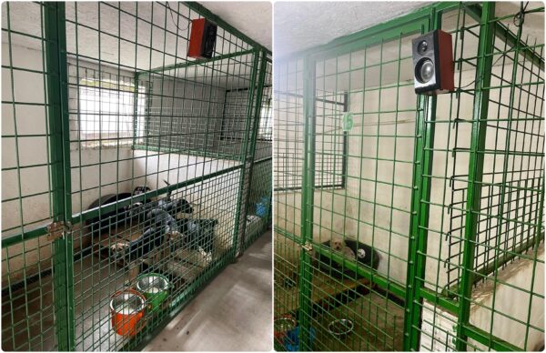 ASPA anunță că padocurile vor fi dotate cu sisteme audio. „Muzica clasică sau reggae reduce stresul și anxietatea și îi ajută pe câini să latre mai puțin”