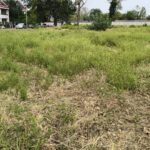 Sector 5 | Controale pentru combaterea ambroziei. Amenzile pot ajunge până la 20.000 de mii de lei. FOTO: PS5