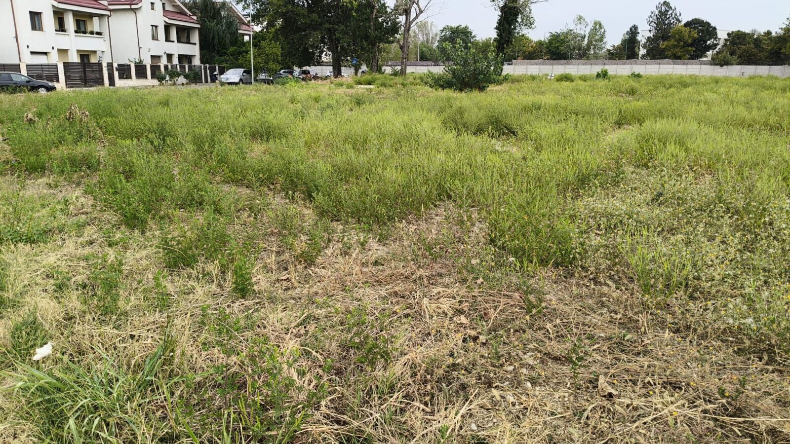 Sector 5 | Controale pentru combaterea ambroziei. Amenzile pot ajunge până la 20.000 de mii de lei. FOTO: PS5