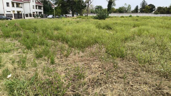 Sector 5 | Controale pentru combaterea ambroziei. Amenzile pot ajunge până la 20.000 de mii de lei. FOTO: PS5